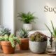 Suçculent