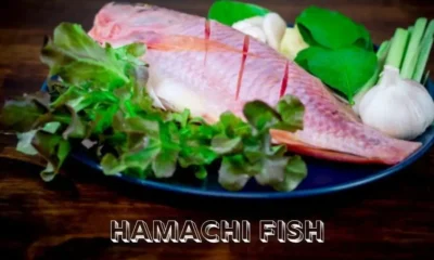 Hamachi Fish