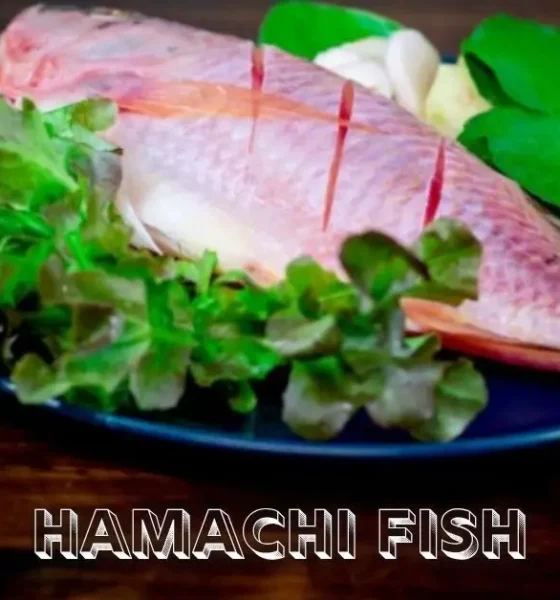 Hamachi Fish