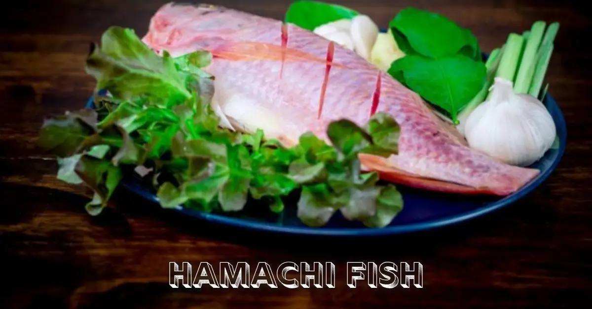Hamachi Fish
